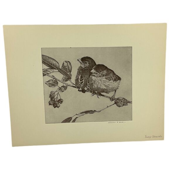 Charlie Hill Young Chewinks Pair of Birds on Limb Etching Reproduction Nature - Picture 1 of 3